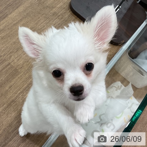 埼玉県のチワワ(ロング) (ペッツワン 吉川美南店/2026年3月11日生まれ/男の子/ホワイトクリーム)の子犬の3枚目の画像
