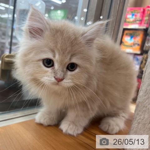 大阪府のサイベリアン (ペットプラス イオン大日店/2026年3月5日生まれ/女の子/クリームタビー)の子猫の4枚目の画像