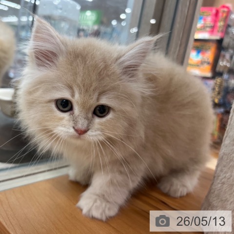大阪府のサイベリアン (ペットプラス イオン大日店/2026年3月5日生まれ/女の子/クリームタビー)の子猫の3枚目の画像
