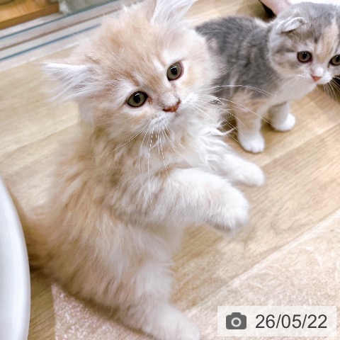 大阪府のサイベリアン (ペットプラス イオン大日店/2026年3月5日生まれ/女の子/クリームタビー)の子猫の4枚目の画像