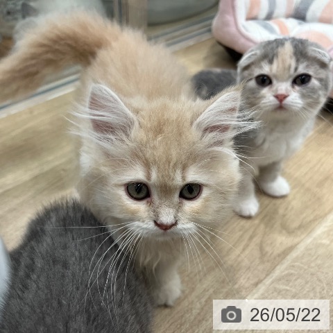 大阪府のサイベリアン (ペットプラス イオン大日店/2026年3月5日生まれ/女の子/クリームタビー)の子猫の3枚目の画像