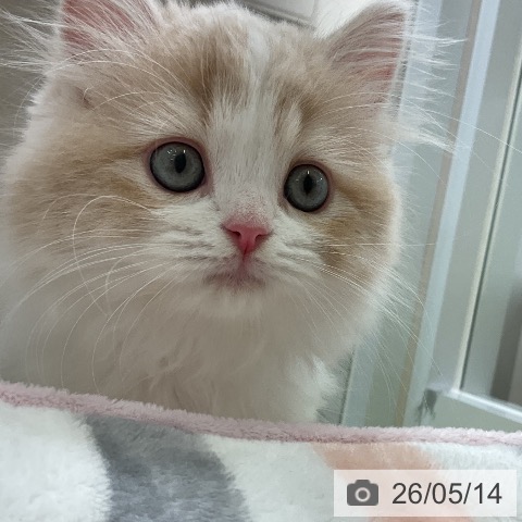 ラガマフィンの写真