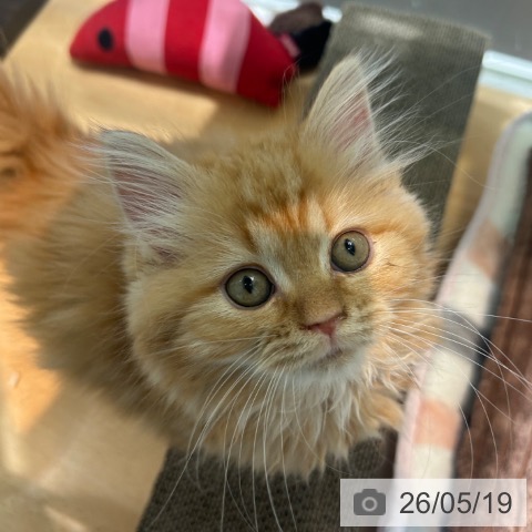京都府のラガマフィン (ペットプラス イオンモールKYOTO店/2026年3月10日生まれ/女の子/レッドタビー)の子猫の4枚目の画像