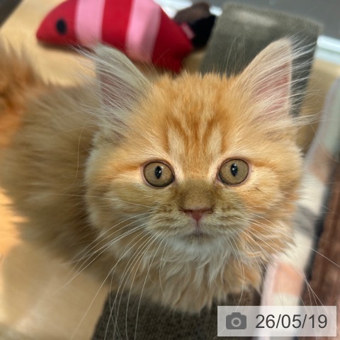 京都府のラガマフィン (ペットプラス イオンモールKYOTO店/2026年3月10日生まれ/女の子/レッドタビー)の子猫の3枚目の画像