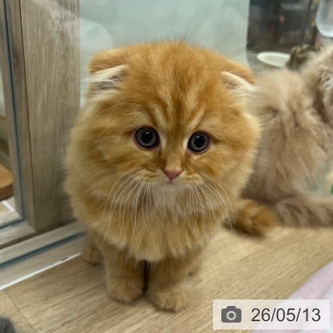 スコティッシュフォールドの写真