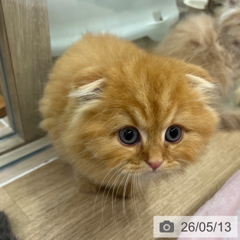 スコティッシュフォールドの写真