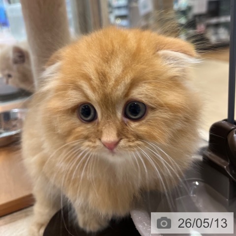スコティッシュフォールドの写真