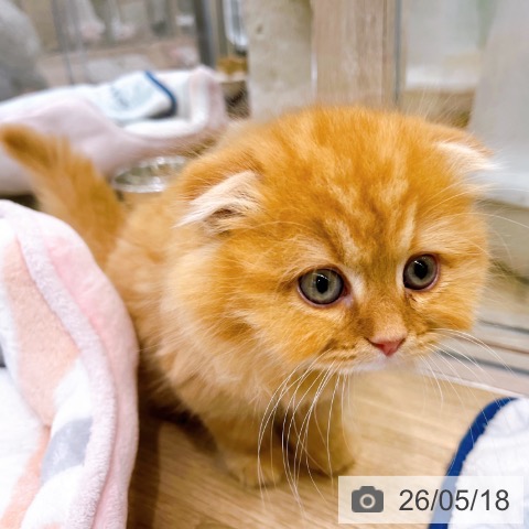 大阪府のスコティッシュフォールド (ペットプラス イオン大日店/2026年3月12日生まれ/男の子/レッドタビー)の子猫の4枚目の画像