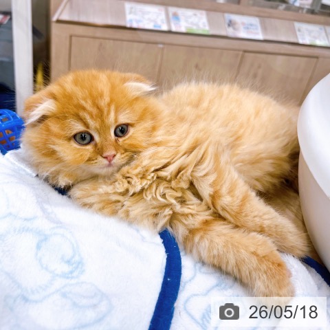 大阪府のスコティッシュフォールド (ペットプラス イオン大日店/2026年3月12日生まれ/男の子/レッドタビー)の子猫の3枚目の画像