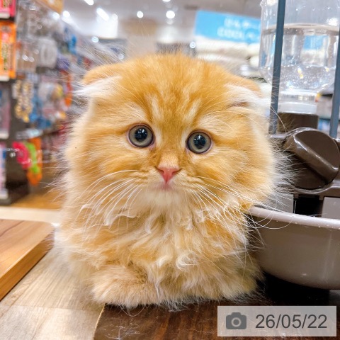 大阪府のスコティッシュフォールド (ペットプラス イオン大日店/2026年3月12日生まれ/男の子/レッドタビー)の子猫の3枚目の画像