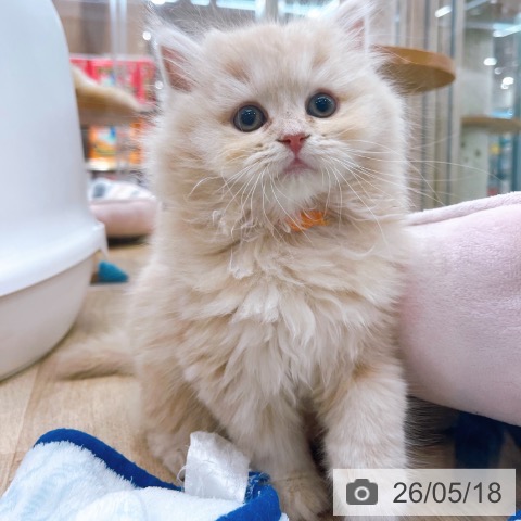 スコティッシュフォールドの写真