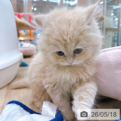 スコティッシュフォールドの写真
