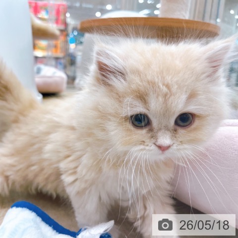 大阪府のスコティッシュフォールド (ペットプラス イオン大日店/2026年3月12日生まれ/女の子/クリームタビー)の子猫の4枚目の画像