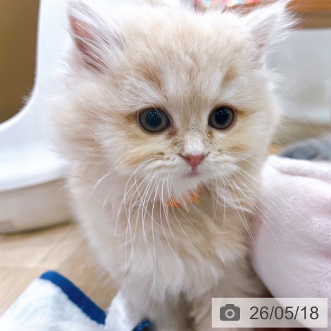 大阪府のスコティッシュフォールド (ペットプラス イオン大日店/2026年3月12日生まれ/女の子/クリームタビー)の子猫の3枚目の画像