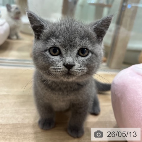 ブリティッシュショートヘアの写真
