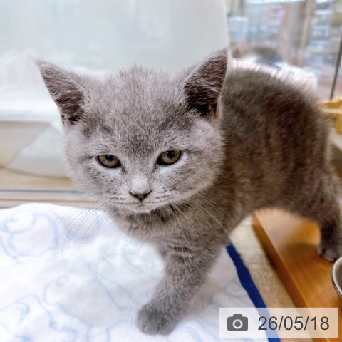 大阪府のブリティッシュショートヘアー (ペットプラス イオン大日店/2026年3月13日生まれ/女の子/ブルー)の子猫の3枚目の画像