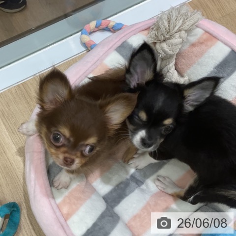 チワワの写真