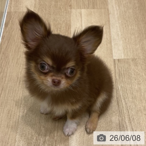 チワワの写真