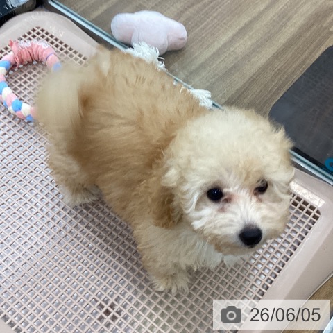 茨城県のトイプードル(トイ) (ペッツワン つくば店/2026年3月11日生まれ/女の子/アプリコット)の子犬の4枚目の画像