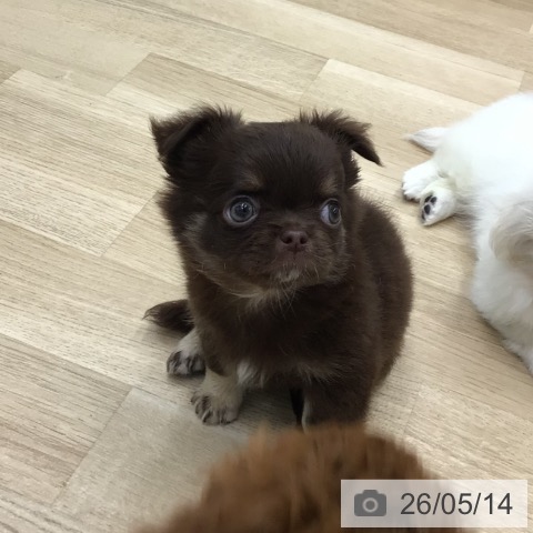 チワワの写真