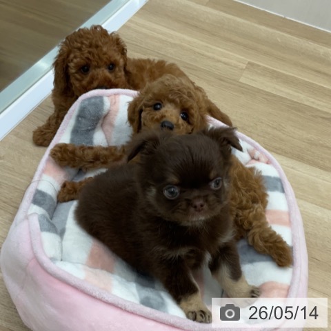 チワワの写真