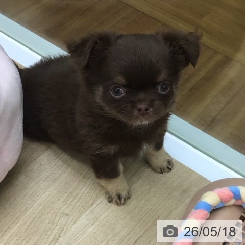 福島県のチワワ(ロング) (ペットプラス 福島店/2026年3月12日生まれ/男の子/チョコレートクリーム)の子犬の3枚目の画像
