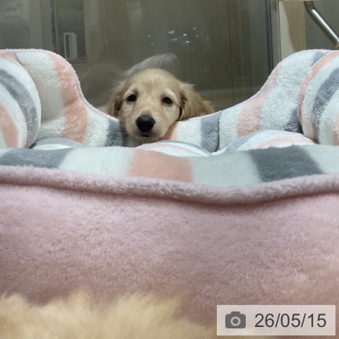 ミニチュア・ダックスフンドの写真