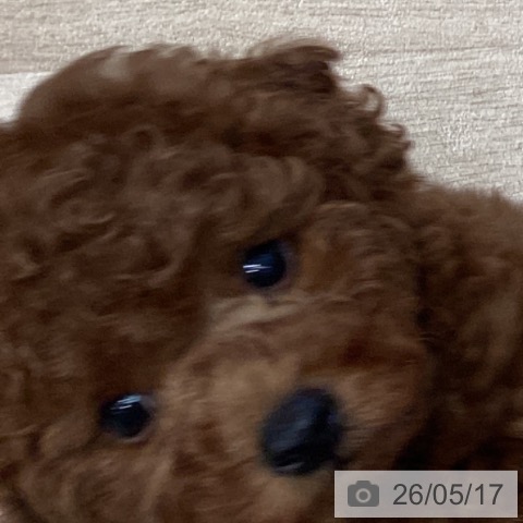 トイ・プードルの写真