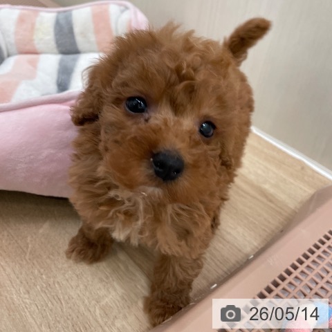 東京都のトイプードル(トイ) (ペットプラス 東久留米店/2026年3月13日生まれ/男の子/レッド)の子犬の3枚目の画像