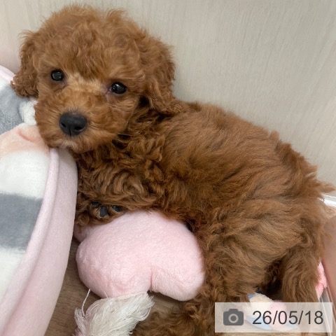 東京都のトイプードル(トイ) (ペットプラス 東久留米店/2026年3月13日生まれ/男の子/レッド)の子犬の3枚目の画像