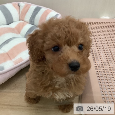 東京都のトイプードル(トイ) (ペットプラス 東久留米店/2026年3月13日生まれ/男の子/レッド)の子犬の3枚目の画像