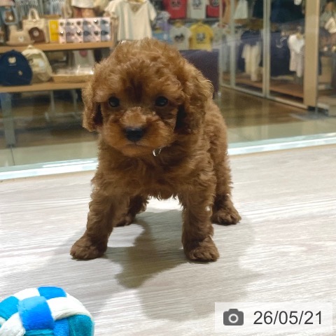 東京都のトイプードル(トイ) (ペットプラス 板橋店/2026年3月13日生まれ/男の子/レッド)の子犬の4枚目の画像