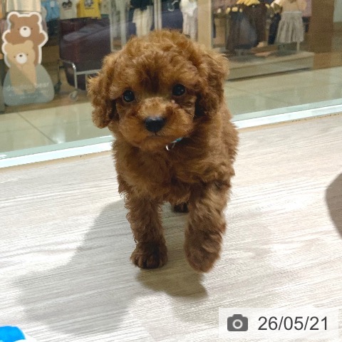 東京都のトイプードル(トイ) (ペットプラス 板橋店/2026年3月13日生まれ/男の子/レッド)の子犬の3枚目の画像