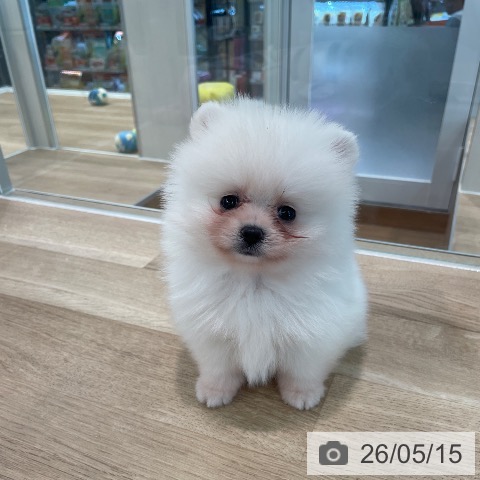 東京都のポメラニアン (ペットプラス 大井町トラックス店/2026年3月13日生まれ/男の子/ホワイト)の子犬の3枚目の画像
