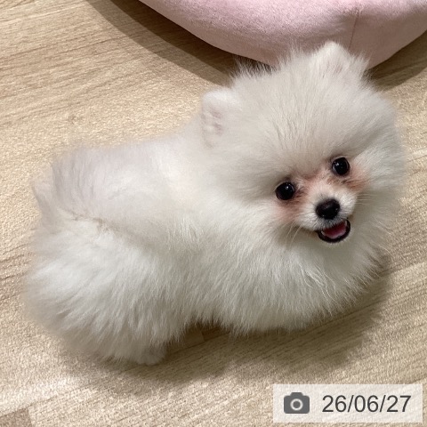 ポメラニアンの写真