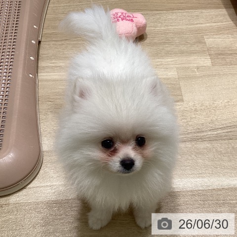 ポメラニアンの写真