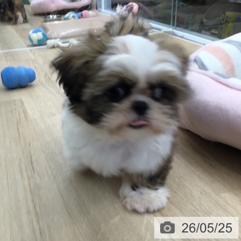 東京都のシーズー (ペットプラス むさし村山店/2026年3月5日生まれ/女の子/ホワイトゴールド)の子犬の4枚目の画像