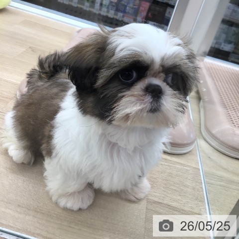 東京都のシーズー (ペットプラス むさし村山店/2026年3月5日生まれ/女の子/ホワイトゴールド)の子犬の3枚目の画像