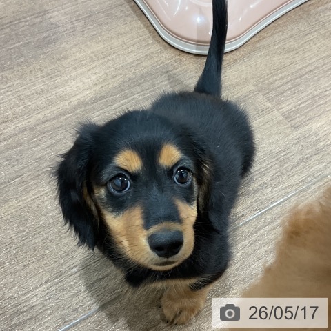 神奈川県のミニチュアダックスフンド(ロング) (ペッツワン 小田原店/2026年3月13日生まれ/男の子/ブラックタン)の子犬の4枚目の画像