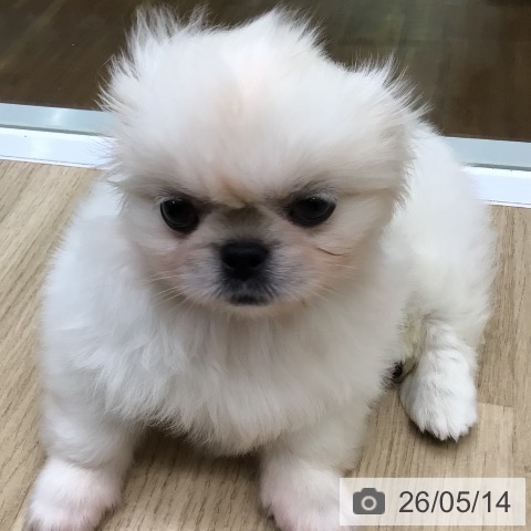 ペキニーズの写真