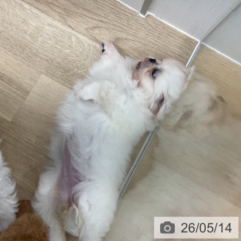 ペキニーズの写真