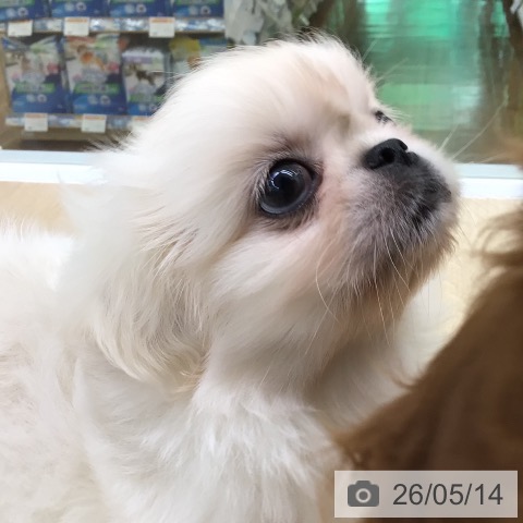 ペキニーズの写真