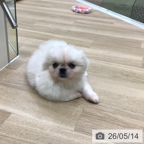 ペキニーズの写真