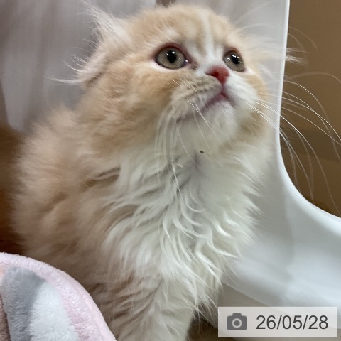 スコティッシュフォールドの写真