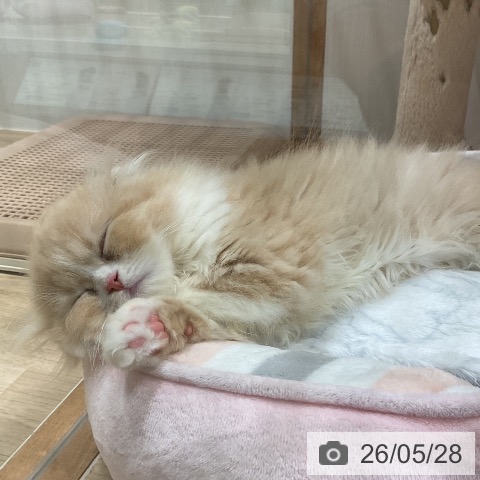 スコティッシュフォールドの写真