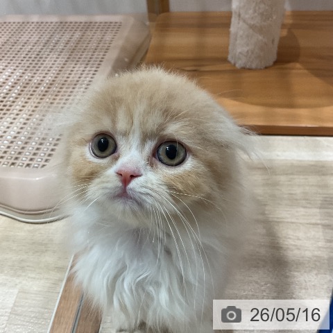福岡県のスコティッシュフォールド (ペットプラス 八幡東店/2026年3月7日生まれ/男の子/クリームタビーホワイト)の子猫の4枚目の画像