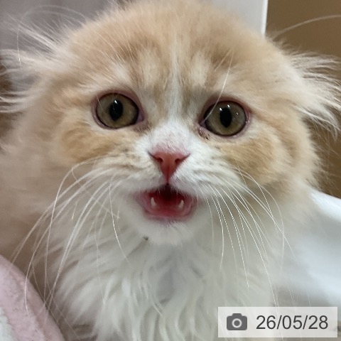スコティッシュフォールドの写真
