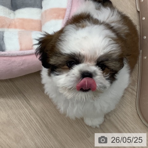 埼玉県のシーズー (ペットプラス 川口店/2026年3月9日生まれ/男の子/ゴールドホワイト)の子犬の3枚目の画像