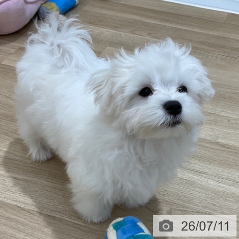 長野県のマルチーズ (ペットプラス 上田店/2026年3月15日生まれ/女の子/ホワイト)の子犬の3枚目の画像