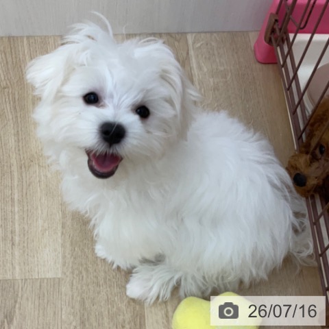 長野県のマルチーズ (ペットプラス 上田店/2026年3月15日生まれ/女の子/ホワイト)の子犬の3枚目の画像